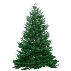 Canadian Balsam Christmas Tree
