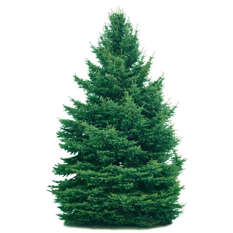 Frasier Fir Christmas Tree Online Christmas Trees for Sale