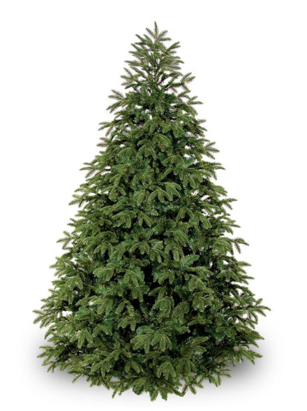 12' Frasier Fir Tree, Non-Decorated Greenery