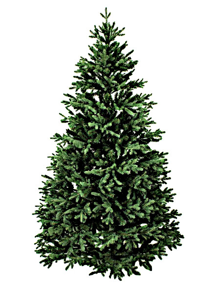 Noble Fir XMAS Tree-Delivered-NYC