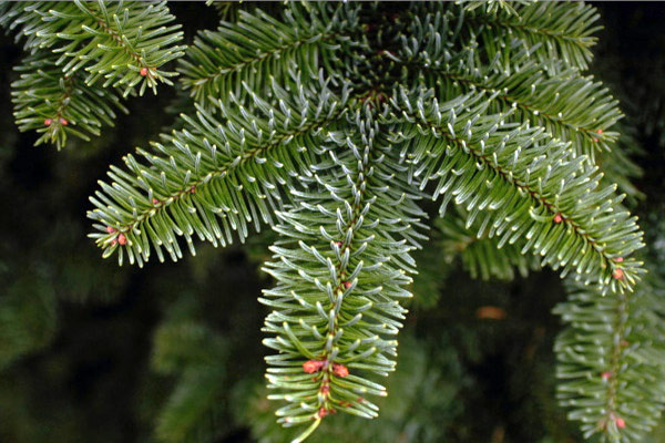 Noble Fir XMAS Tree-Delivered-NYC-needles