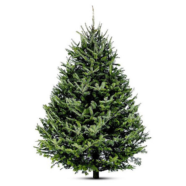 Basam Fir - XMAS-Tree Delivered-NYC