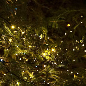 Christmas Tree Lights - clear