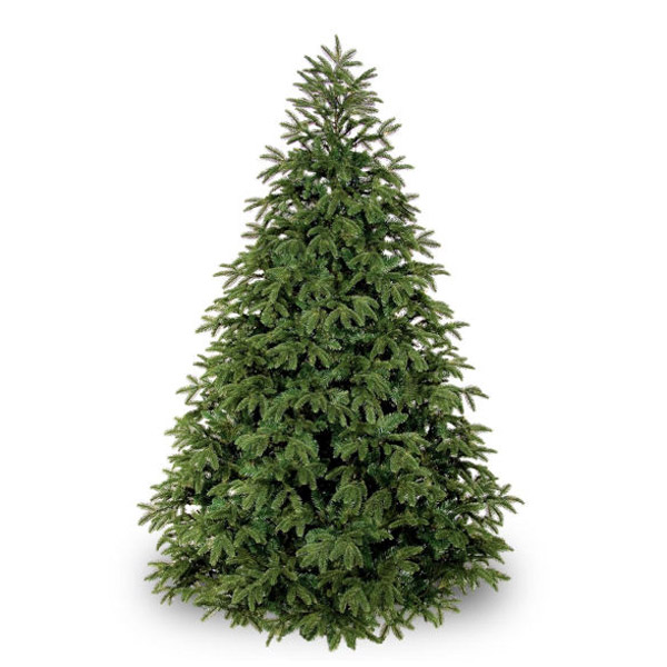 Fraser Fir - XMAS-Tree Delivered-NYC