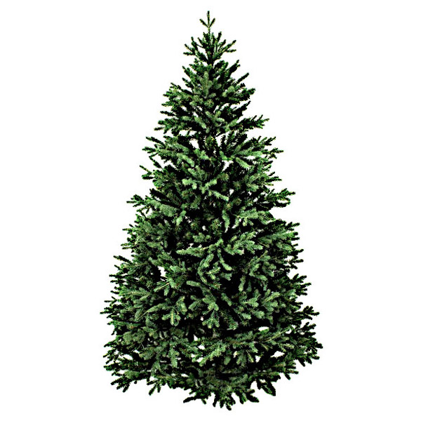 Noble Fir XMAS Tree-Delivered-NYC